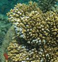 Red Sea <i>Acropora</i> coral shows blue colors in response to mechanical damage.