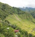 This shows rice terraces at Batad, Banaue district, Philippines (UNESCO World Heritage Site).