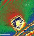 This is an electron holographic image of barium titanate nanoparticles from Brookhaven National Laboratory.