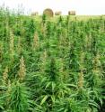 Hemp forms of <i>Cannabis sativa </i>are primarily grown in Canada for seed, which is produced on the female plants in this mixed plot. The seed has a healthy mix of omega 3 and 6 fatty acids is high in protein, and its oil is used in both food and cosmetic products.