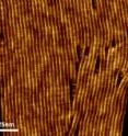 These are atomic force microscopy images of artificial ion channels created by scientists. The images are of the same sample, with increasing magnification.