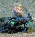 Pictured are a southern dumpling squid male (left) and female.