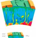 This is an illustration showing how the mantle plumes can be emitted from the core-mantle boundary region to reach the Earth's crust. Due to the lateral displacement of the tectonic plates at the surface, the mantle plumes can create a series of aligned hot spot volcanoes. A mid ocean ridge and a subducted plate are also shown.