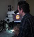 This is Denis Andrault preparing a diamond anvil cell for an experiment at the ESRF. The image of the microscope shows the tiny sample on the tip of the conical diamond. The diameter of the orange disk is 250 microns.