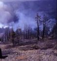 A July 2012 PNW Research Station study explored how carbon dynamics in Washington State may be altered by more-frequent wildfires, triggered by a warming climate. The study looked at the effects of greater area burned on both live biomass and nonliving biomass, such as the dead standing trees and downed wood shown here.