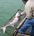 This shows a beluga sturgeon being released in the Caspian Sea region of Kazakhstan.