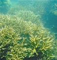 A new study has established that Middle Reef – part of Australia’s iconic Great Barrier Reef – has grown more rapidly than many other reefs in areas with lower levels of sediment stress. This image shows Middle Reef, from under the sea.