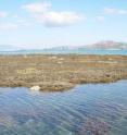 Rapid rates of coral reef growth have been identified in sediment-laden marine environments, conditions previously believed to be detrimental to reef growth. A new study has established that Middle Reef – part of Australia’s iconic Great Barrier Reef – has grown more rapidly than many other reefs in areas with lower levels of sediment stress. This image shows Middle Reef from above the water.