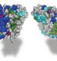 This shows the molecular structure of the rhomboid enzyme.