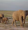 African elephants walk in Amboseli National Park.