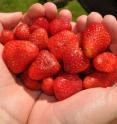 The experiment shows that strawberry extract added to skin cell cultures acts as a protector against UVA rays.