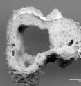 This is a coral sample that shows a large borehole created by a sponge. Sponges proliferate in reefs with high levels of pollution, according to a new study.