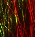 This shows the dynamic transition in a fibrous biomaterial composed of tunable fractions of structural (red) and water-soluble, sacrificial (green) electrospun polymeric nanofibers.  The image was captured as fluid entered from right to left, dissolving sacrificial fibers and creating a more open fibrous network.