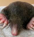 The enlargement of moles' digging front paws, compared to their feet, is controlled by altered timing of expression of the gene SOX9.