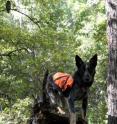 Max, a member of the University of Washington's Conservation Canines program, pauses after locating a northern spotted owl roosting in a tree in the Shasta-Trinity National Forest.