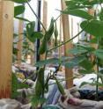 These are soybean plants growing in a UCSB greenhouse.