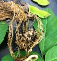 Pictured are soybean stem, leaves, bean pods, and roots. The roots contain nodules where bacteria accumulate and convert atmospheric nitrogen into ammonium, which fertilizes the plant.