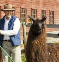 Gregg Adams with a University of Saskatchewan llama east of Saskatoon, Saskatchewan, Canada.