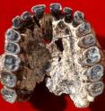 This is OH 65 Homo habilis Maxilla found by OLAPP.