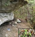 This is the habitat where Chaffey’s forget-me-not (<i>M. chaffeyorum</I>) is commonly found.