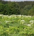 This is invasive giant hogweed (<i>Heracleum mantegazzianum</i>) in the Czech Republic.