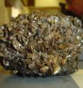 These are invasive zebra mussels (<i>Dreissena polymorpha</i>) on a rock collected in the Hudson River, NY, USA.