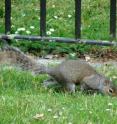 This is an invasive gray squirrel (<i>Sciurus carolinensis</i>) in London, UK.