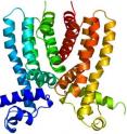 This ribbon diagram shows the crystal structure of the Rv3066 regulator that controls the expression of a pump that removes toxins from tuberculosis bacteria.