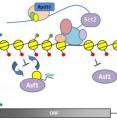 Histone reshuffling plays an important role in regulating gene expression.