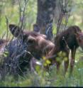 This is a moose mother and her newborn calf.