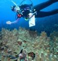 A coral species that is found in abundance from Indonesia eastward to Fiji, Samoa, and the Line Islands rarely crosses the Eastern Pacific Barrier toward the coast of the Americas, according to a team of researchers led by Iliana Baums, an assistant professor of biology at Penn State University. The research, which will be published in the journal Molecular Ecology, has important implications for climate-change research, species-preservation efforts, and the economic stability of the eastern Pacific region, including the Galapagos, Costa Rica, Panama, and Ecuador. This photo shows Dr. Iliana Baums collecting coral samples in the Pacific Ocean.