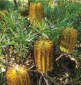 This is the new species, <i>Banksia neoanglica</i>.