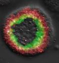 This image of a sea-urchin embryo shows where two different regulatory genes are being expressed, labeled in fluorescent green and red.