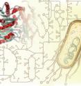 Each gene and protein in a cell has a function, and many of these functions are linked to each other. Thus, as organisms evolve, the collective functions of all genes and proteins in the cells influence the evolution of each gene or protein.