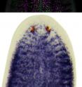 After transplantation of healthy tissue and subsequent decapitation, planarian stem cells (shown in blue, top panel) leave the graft (shown in green, middle panel) and migrate towards the amputation site while proliferating and producing progeny (magenta). This wound-induced migration rescues the lethally irradiated host animal and eventually the stem cell compartment is completely repopulated with fully functional stem cells (shown in blue, bottom panel).