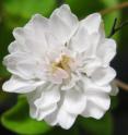 Petals replace stamens and other sexual reproduction organs in the double flower mutation of the <i>Thalictrum</i> cultivated under the name Double White in the nursery trade.