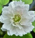 Researchers used a gene silencing technique to target and knock down a certain gene in the wild-type <i>Thalictrum</i>, with the resulting bloom looking very similar to the mutated double flower bloom.