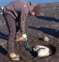 Thomas Tobin clears sand from around the fossil of a giant ammonite he found in 2009 on James Ross Island in Antarctica.