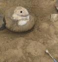 A 2009 image shows the excavation of a large ammonite on James Ross Island in Antarctica. The hole in the center was left when a core sample was extracted so the fossil could be dated using a process called magnetostratigraphy.