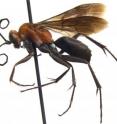 This is a <i>Agenioideus nigricornis</i>, now also known as the redback spider-hunting wasp.