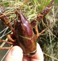 This is a <i>Procambarus clarkii.</i>
