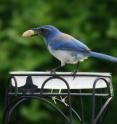 Western scrub-jay at a backyard bird feeder in Davis, CA. UC Davis researchers found the birds gather for noisy "funerals" when they
encounter a dead jay.