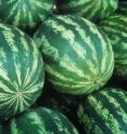 Research from North Carolina State University on flower production and disease resistance in watermelon varieties should help bolster seedless watermelon harvests for farmers.