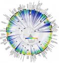 This shows the Bird Family Tree.
