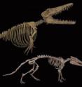 Figure 1 - Mounted skeletons of the extinct whales <i>Ambulocetus</i> and <i>Pakicetus</i>, both found in Pakistan, respectively 48 and 49 million years old.