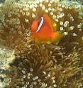 This is a clownfish.