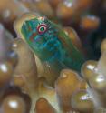 A juvenile <i>Gobidon</i> fish is shown on an <i>Acropora</i> coral. These fish spend their entire lives with the same coral, and protect the coral from encroaching seaweed.