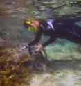 Georgia Tech Postdoctoral Fellow Danielle Dixson measures the health of coral using pulse-amplitude-modulated (PAM) fluorometry that measures photosynthesis activity.