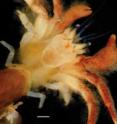 This is a photo of <I>Areopaguristes tudgei</I>, a new species of crab discovered by and named for American University biologist Christopher Tudge.