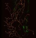 This is a confocal image of a single zebrafish sensory neuron with labeled membrane (red) and mitochondria (green).